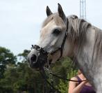 Cavemore + losse scharen, Ophalen of Verzenden, Zo goed als nieuw, Dressuur