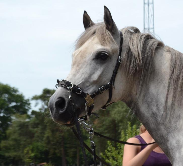 Cavemore + losse scharen, Dieren en Toebehoren, Paarden en Pony's | Hoofdstellen en Tuigage, Zo goed als nieuw, Dressuur, Ophalen of Verzenden