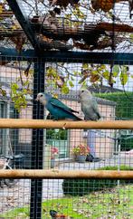 koppel roseicollis, Dieren en Toebehoren, Vogels | Parkieten en Papegaaien, Dwergpapegaai of Agapornis