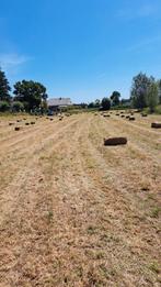 Hooi 2025, Dieren en Toebehoren, Paarden