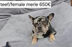 Franse bulldog pubers, Dieren en Toebehoren, Honden | Bulldogs, Pinschers en Molossers, 15 weken tot 1 jaar, Buitenland, CDV (hondenziekte)