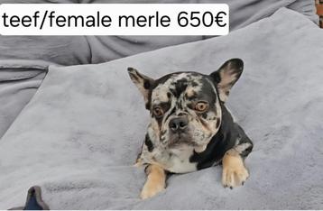 Franse bulldog pubers beschikbaar voor biedingen