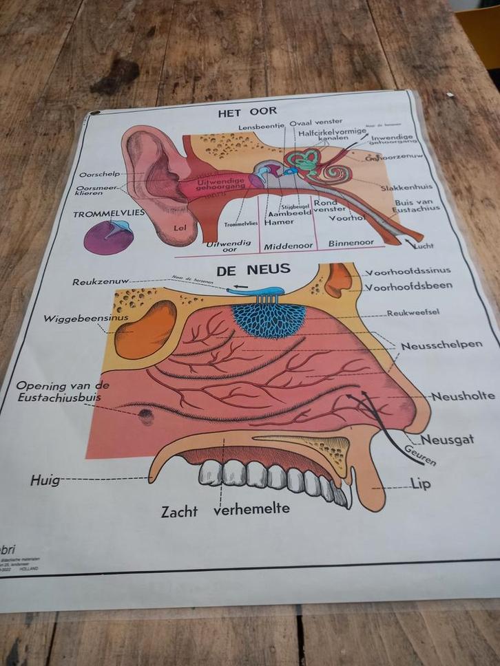 Schoolplaat dubbelzijdig, Verzamelen, Posters, Ophalen