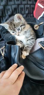Kitten van 2manden, Dieren en Toebehoren, Katten en Kittens | Raskatten | Korthaar
