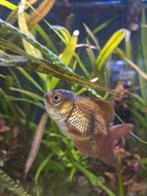 Kleine oranda goudvis, Dieren en Toebehoren, Vis