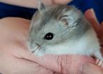 Zeer groot hamster kooi & hamster naar keuze te koop, Animaux & Accessoires, Rongeurs, Domestique, Hamster, Plusieurs animaux