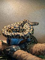 Hybrid tapijtpytbon x ballpython