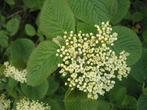 Viburnum lantana - Wollige sneeuwbal (heester), Enlèvement, Arbuste