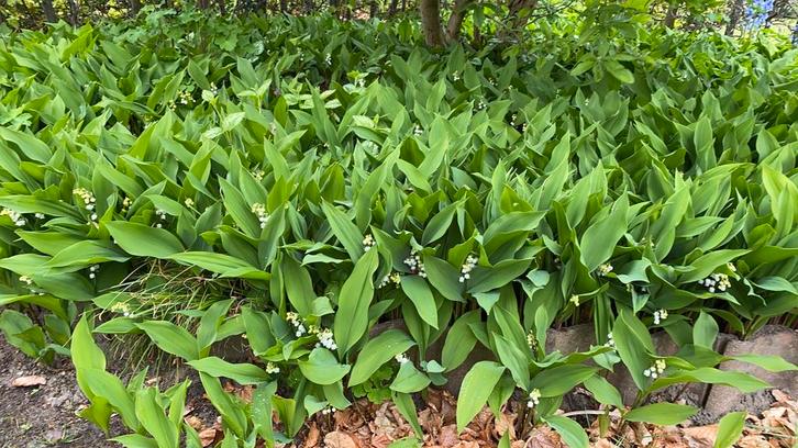 Meiklokjes/Lelietjes van Dalen. 3€/10 plantjes., Tuin en Terras, Planten | Tuinplanten, Vaste plant, Bodembedekkers, Halfschaduw