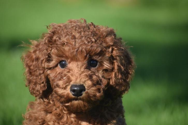 Poedel pups keuze uit 3 nestjes, Dieren en Toebehoren, Honden | Chihuahua's en Gezelschapshonden, Meerdere dieren, Poedel, Fokker | Professioneel