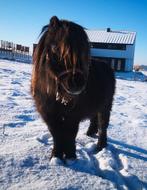 Miniatuur hengst, Dieren en Toebehoren, Hengst, 7 tot 10 jaar, Niet van toepassing, A pony (tot 1.17m)