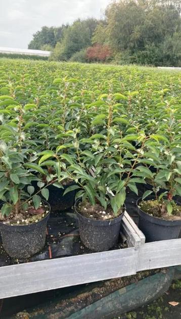 Prunus lusitanica 'Angustifolia'. Hagen en sierheesters beschikbaar voor biedingen