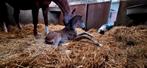 Hengstveulen v. Urianto x De Niro x Hohenstein, Dieren en Toebehoren, Merrie