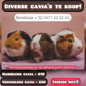 Mannelijke cavia’s nu €5 !! beschikbaar voor biedingen