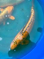 Doitsu mizuho ogon van 60cm, Karper of Koi