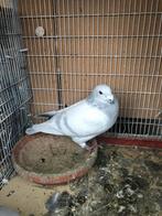 Duive, Dieren en Toebehoren, Vogels | Duiven