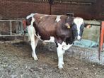 roodbonte stamboek dekstier, Dieren en Toebehoren, Runderen, Mannelijk, 0 tot 2 jaar
