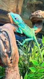 anolis blue equestris potior lees heel de advertentie, Dieren en Toebehoren, Reptielen en Amfibieën