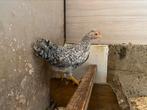 Cream legbar haan, Dieren en Toebehoren, Mannelijk, Kip