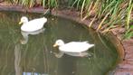 Mooi koppel Hollandse kwakers, Dieren en Toebehoren