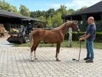 3 jarige welsh ruin 1.28m, Dieren en Toebehoren, Pony's, Ruin, C pony (1.27m tot 1.37m), Gechipt, 3 tot 6 jaar