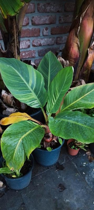 Banane Musella Lasiocarpa VARIEGATA Lotus disponible aux enchères