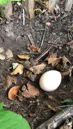 Oeufs fécondés de Paon nigripien et bleu, Dieren en Toebehoren, Pluimvee, Meerdere dieren, Overige soorten