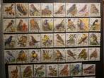 Lot België Vogels BUZIN (75 Ex) Gestempeld, Verzenden, Gestempeld, Dier of Natuur