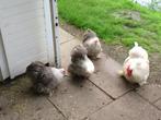 Gezocht koppel bobtail kippen, Dieren en Toebehoren, Pluimvee