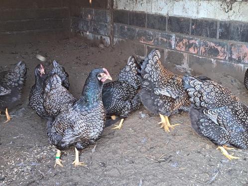 Barnevelders zilver zwart gezoomd, Dieren en Toebehoren, Pluimvee, Kip, Meerdere dieren