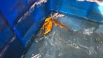 Koi Japan, Dieren en Toebehoren, Vissen | Vijvervissen, Karper of Koi