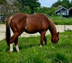 Quarter Horse Hengst reining gefokt, Westernpaard, Onbeleerd, Hengst, 0 tot 2 jaar