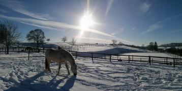 DSL IX paardenbox beschikbaar voor biedingen