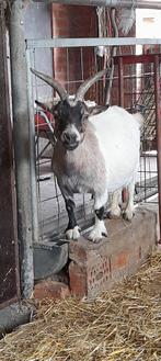 Pruts en Junior!, Dieren en Toebehoren, Schapen, Geiten en Varkens, Vrouwelijk, Geit, 6 jaar of ouder