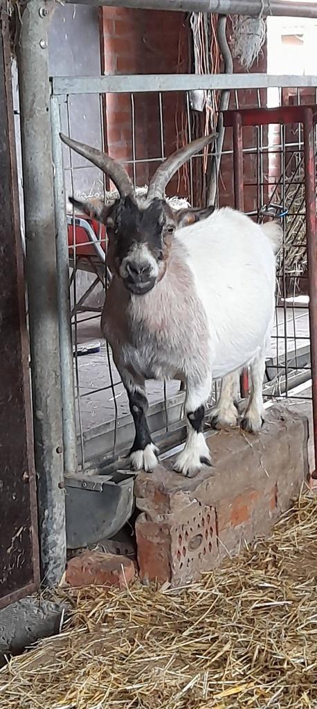 Pruts en Junior!, Dieren en Toebehoren, Schapen, Geiten en Varkens, Geit, Vrouwelijk, 6 jaar of ouder