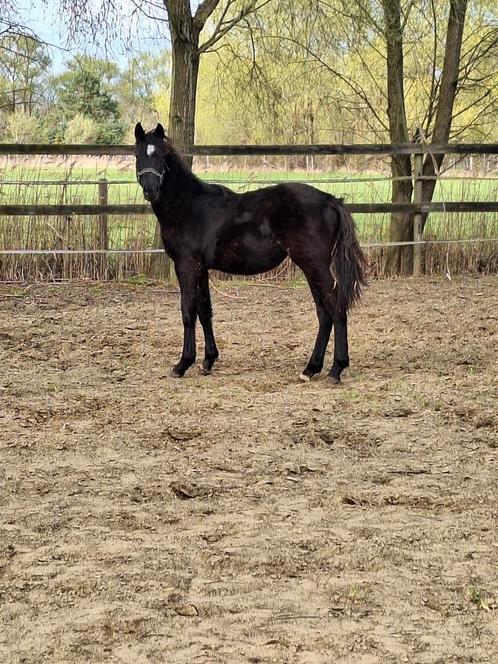 Dressuur hengst jaarling bwp, Dieren en Toebehoren, Paarden, Hengst