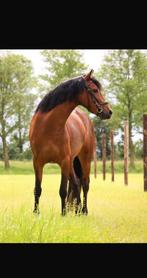 New Forest STER merrie, Dieren en Toebehoren, Pony's, Merrie, Gechipt, Springpony, Zadelmak