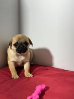 Mops mopshond pups, Dieren en Toebehoren, 15 weken tot 1 jaar, Overige rassen, Buitenland, CDV (hondenziekte)