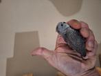 Hand tam lieve black face parkieten, Dieren en Toebehoren, Tam