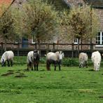 Appaloosa pony's, Animaux & Accessoires, Poneys, Étalon