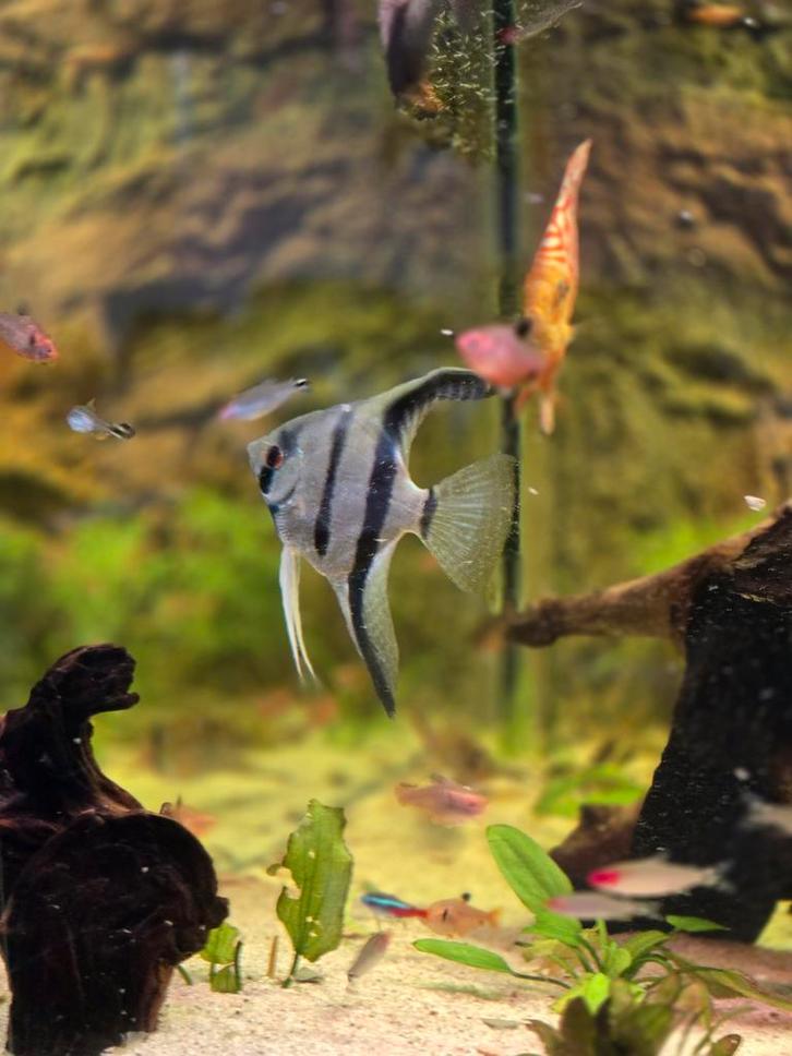 Aquarium Pterophyllum Scalare (Maanvissen), Huis en Inrichting, Tafels | Salontafels, Ophalen