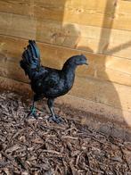 Ayam cemani