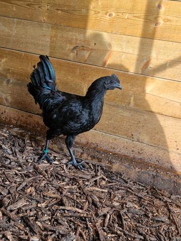 Ayam cemani  beschikbaar voor biedingen