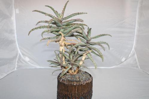 Aloe unknown, Huis en Inrichting, Kamerplanten, Vetplant, Minder dan 100 cm, Groene kamerplant, Volle zon, In pot, Ophalen of Verzenden