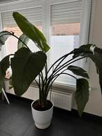 strelitzia nicolai, Huis en Inrichting, Kamerplanten, Groene kamerplant, Ophalen, Overige soorten, 150 tot 200 cm