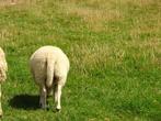 Agneau mâle, Mannelijk, Schaap, 0 tot 2 jaar