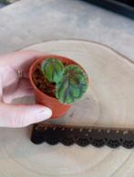 Begonia Quadrialata, Huis en Inrichting, Ophalen of Verzenden