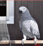 Perroquet nommé Wiki, Divers, Enlèvement ou Envoi