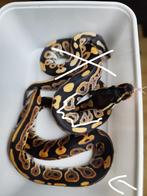 1.0 Cinnamon 100% het. DG Koningspython, Dieren en Toebehoren, Slang, Tam, 0 tot 2 jaar