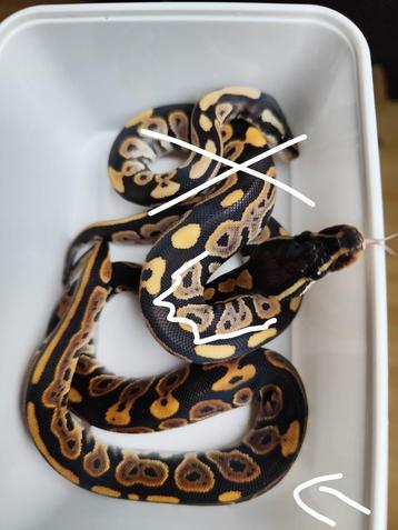 1.0 Cinnamon 100% het. DG Koningspython beschikbaar voor biedingen